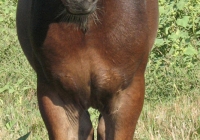 brown foal photo front