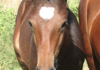 brown foal photo head front