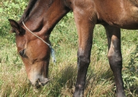 brown foal photo head side
