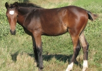 brown foal photo side