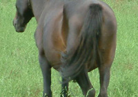 Horse Brown