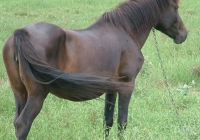 brown horse photo 02