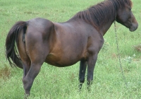 brown horse photo 04