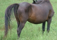 brown horse photo 05