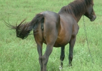 brown horse photo 06