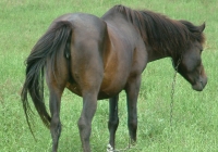 brown horse photo 09