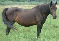 brown horse photo 12
