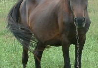 brown horse photo 13