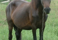 brown horse photo 14