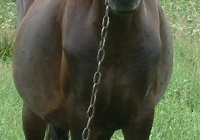 brown horse photo 15