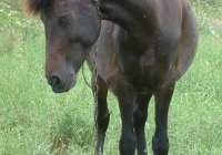 brown horse photo 16