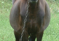 brown horse photo front