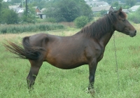 brown horse photo side