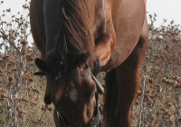 red stallion photo 02