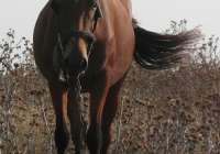 red stallion photo 03