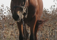 red stallion photo 04