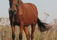 red stallion photo 05