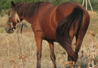 red stallion photo 08