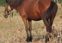red stallion photo 09