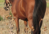 red stallion photo 10