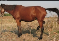 red stallion photo 12