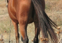 red stallion photo 14