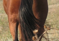 red stallion photo 15