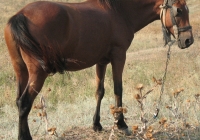 red stallion photo 16