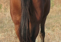 red stallion photo 18