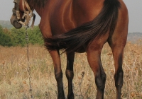 red stallion photo 20