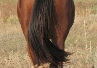 red stallion photo back