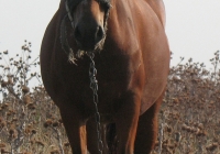 red stallion photo front