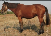 red stallion photo side