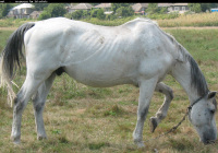 Horse White