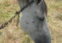 white horse photo 04