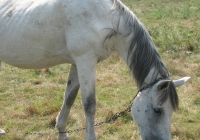 white horse photo 05