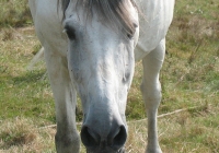 white horse photo 06