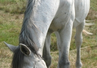 white horse photo 07