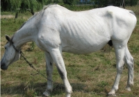 white horse photo 09