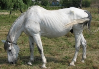 white horse photo 10