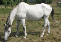 white horse photo 11