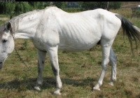 white horse photo 12