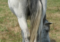 white horse photo 15