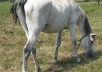 white horse photo 16