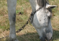 white horse photo 17