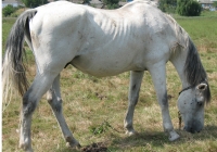 white horse photo 18