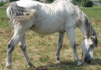 white horse photo 19