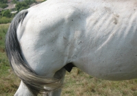 white horse photo 20