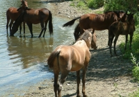 horses 07