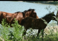 horses 08